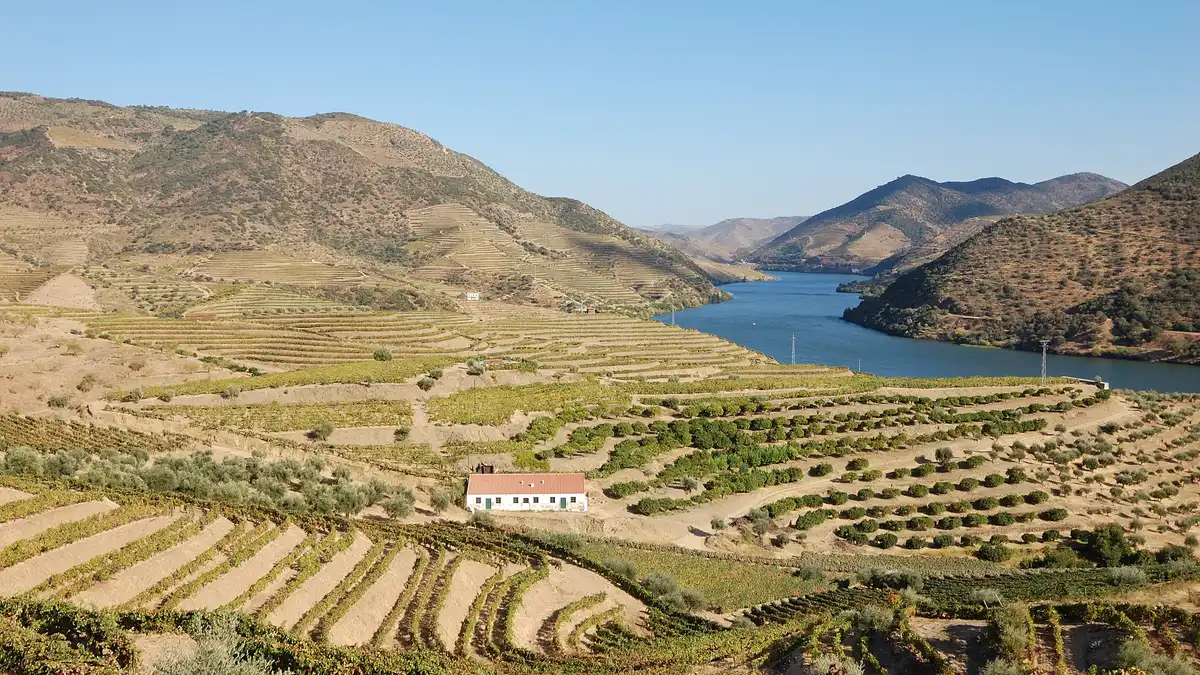 Terraced vineyards curving down to a bend of the Douro river under a clear summer sky in the Alto Douro wine region